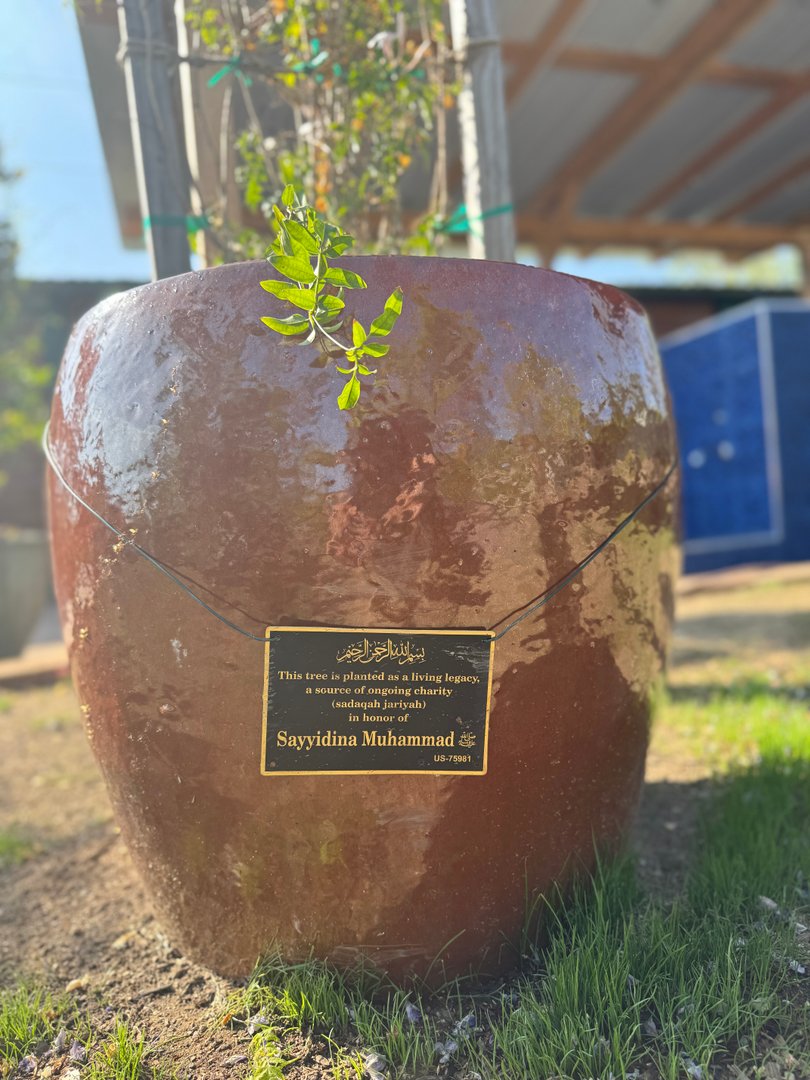 Masjid Tree Dedications Part 2 in Los Angeles, California, USA - Mar 1 ...