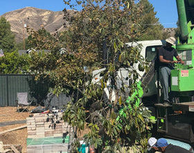 Los Angeles, California - Tree Installation - Nov 7 2025