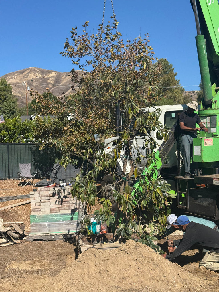 Los Angeles, California - Tree Installation - Nov 7 2025