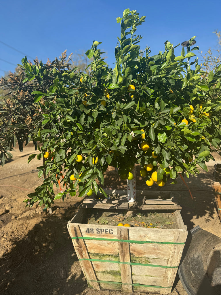 Los Angeles, California - More Fruit Trees - Dec 2025