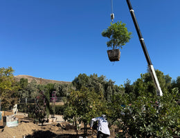 Los Angeles, California - Busy Hands are Happy Hands - More Tree Installation Nov 10 2025