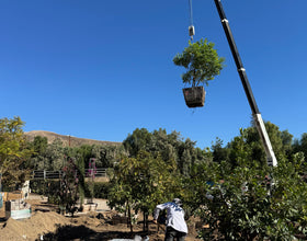 Los Angeles, California - Busy Hands are Happy Hands - More Tree Installation Nov 10 2025